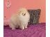 PoulaTo: Καθαρόαιμα κουτάβια Boo Pomeranian
